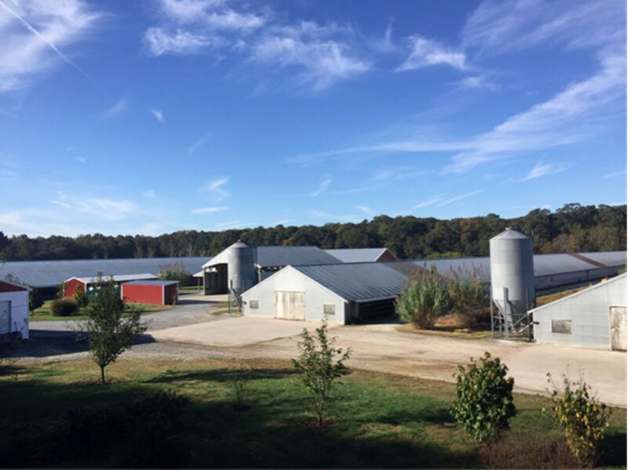 Chicken Houses 