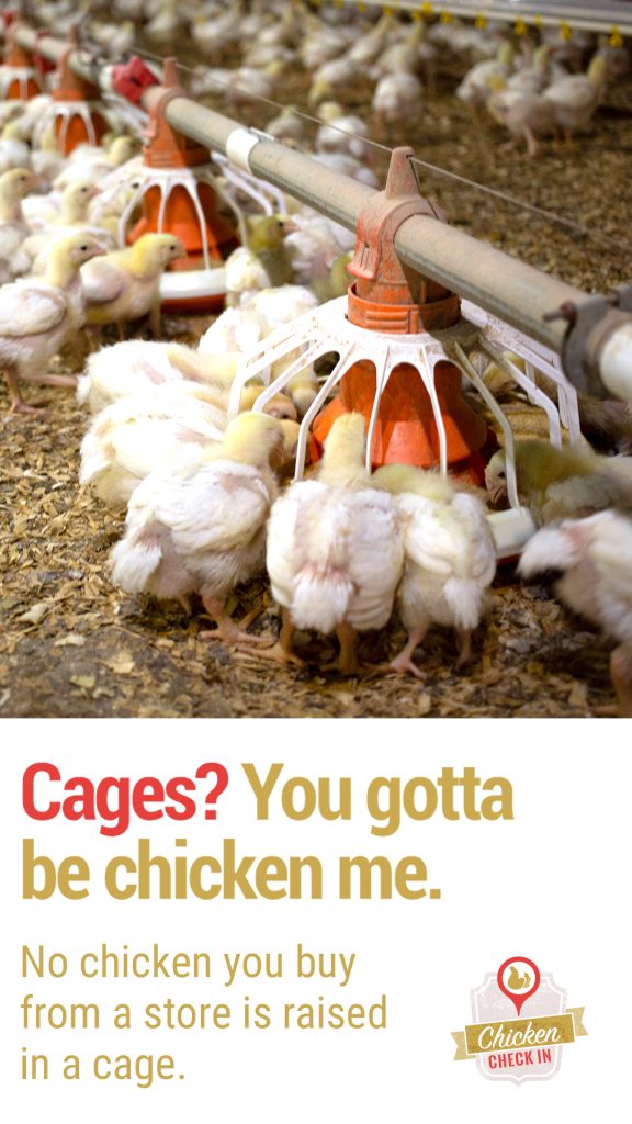 New on Chicken Check In Chicken welfare facts How American farmers
